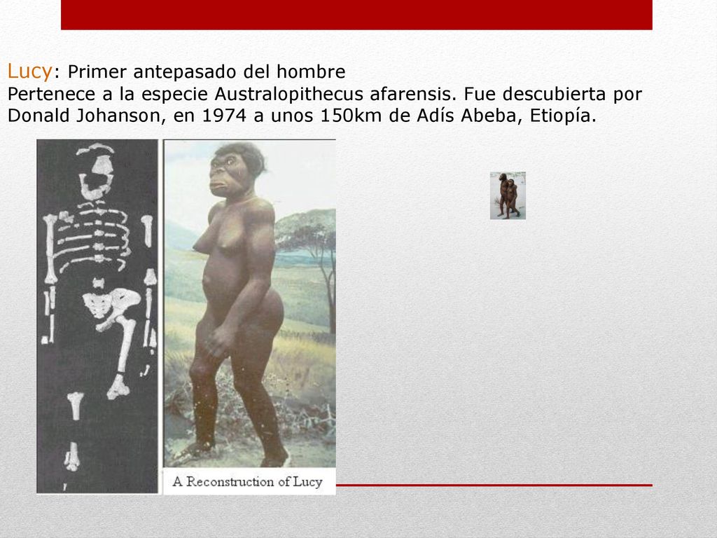 Lucy: Primer antepasado del hombre Pertenece a la especie Australopithecus afarensis.