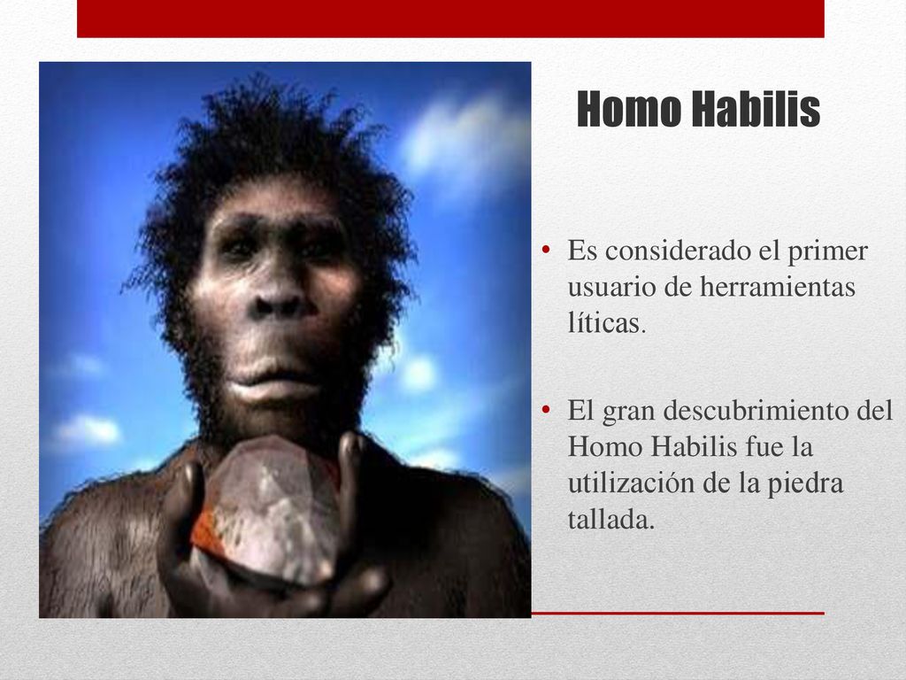 Homo Habilis Es considerado el primer usuario de herramientas líticas.
