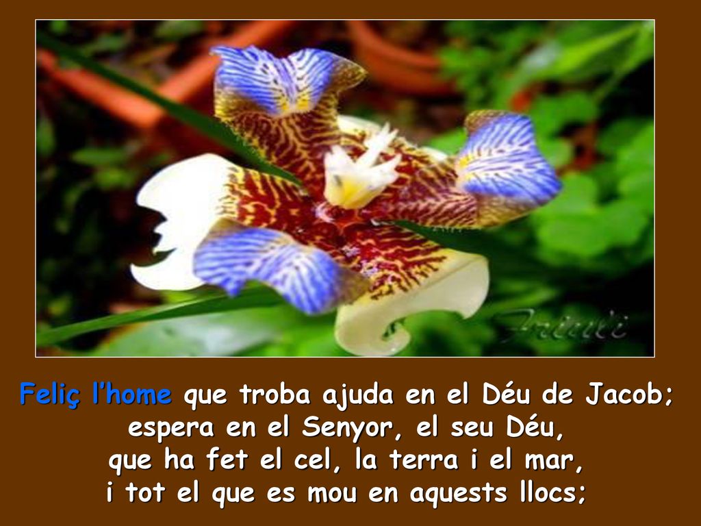Feliç l’home que troba ajuda en el Déu de Jacob;