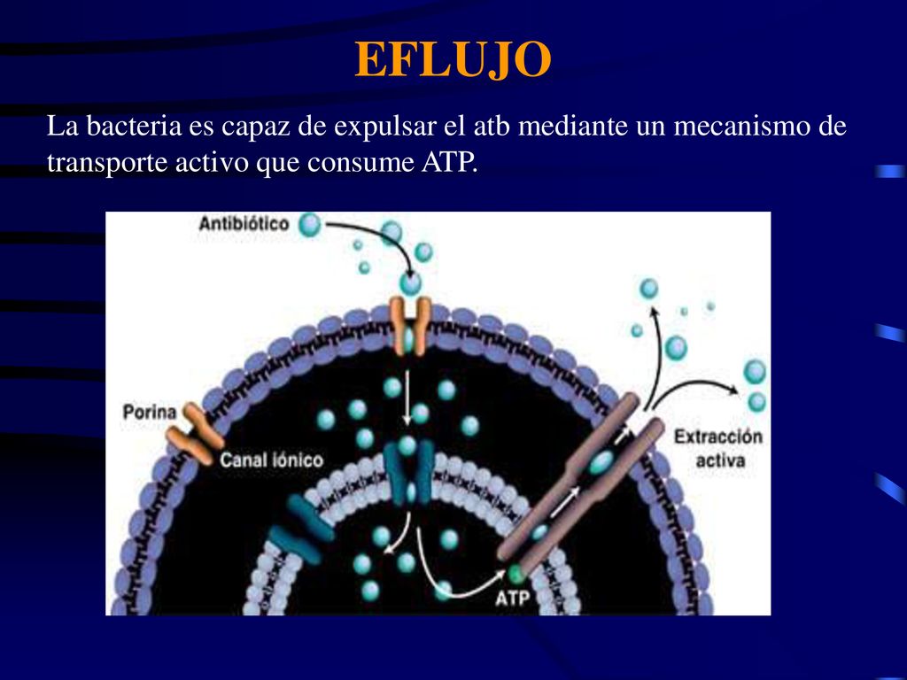 EFLUJO La bacteria es capaz de expulsar el atb mediante un mecanismo de transporte activo que consume ATP.