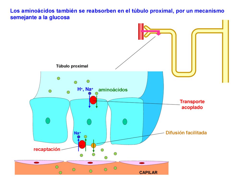 Los aminoácidos también se reabsorben en el túbulo proximal, por un mecanismo semejante a la glucosa