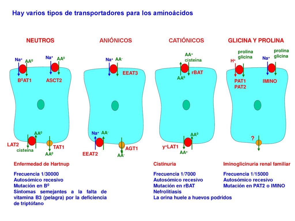 Hay varios tipos de transportadores para los aminoácidos