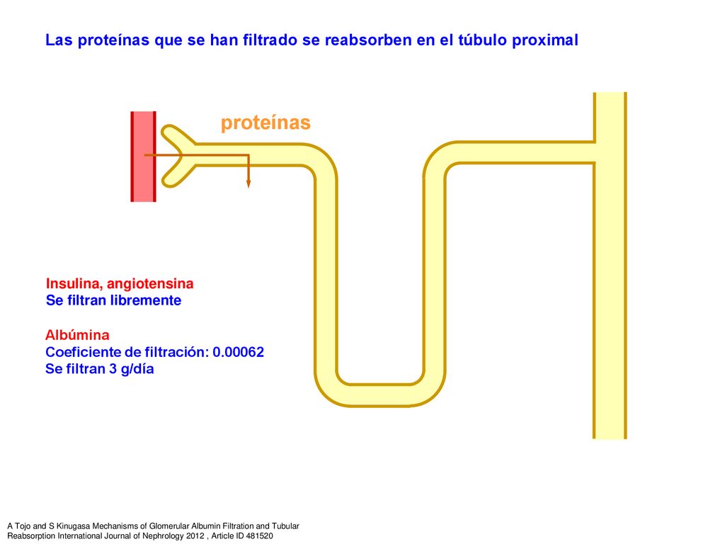 Las proteínas que se han filtrado se reabsorben en el túbulo proximal
