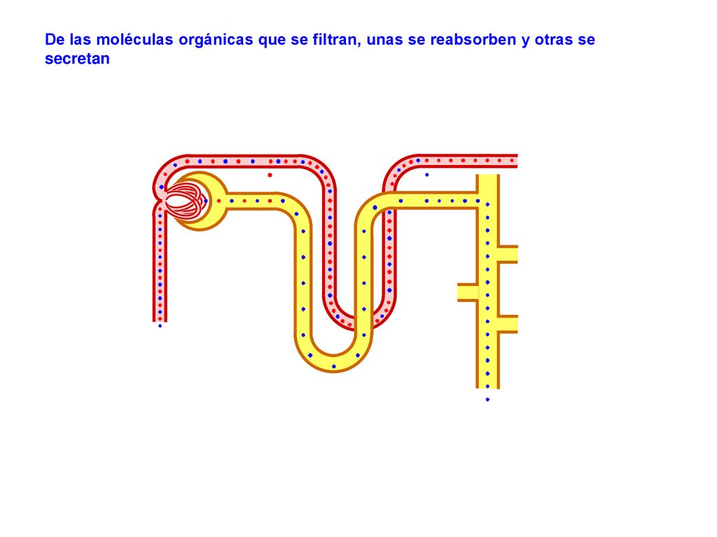 De las moléculas orgánicas que se filtran, unas se reabsorben y otras se secretan