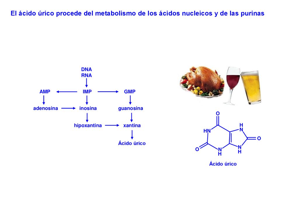 El ácido úrico procede del metabolismo de los ácidos nucleicos y de las purinas