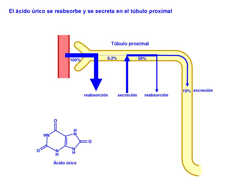 El ácido úrico se reabsorbe y se secreta en el túbulo proximal