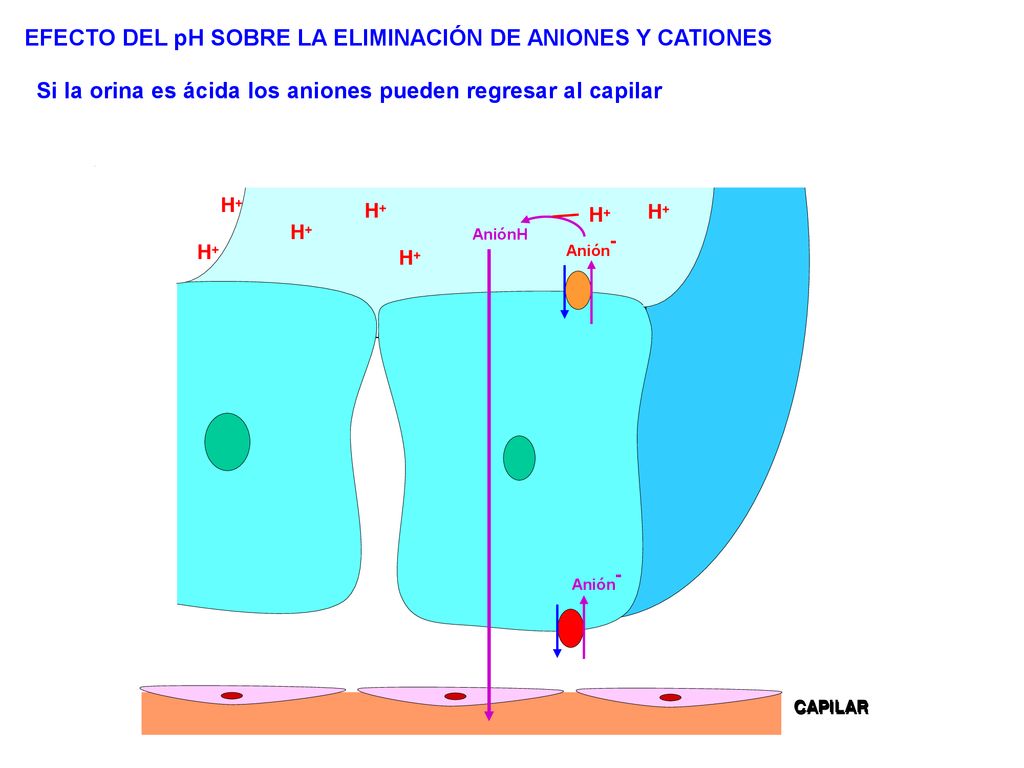 EFECTO DEL pH SOBRE LA ELIMINACIÓN DE ANIONES Y CATIONES
