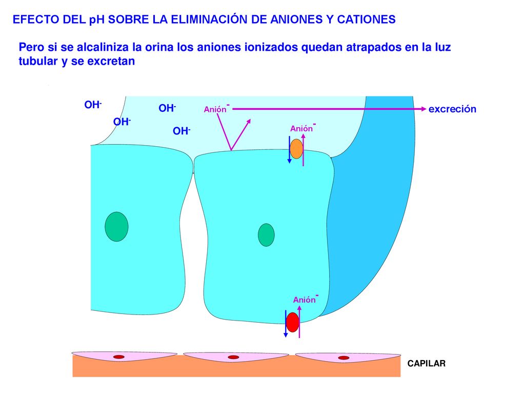 EFECTO DEL pH SOBRE LA ELIMINACIÓN DE ANIONES Y CATIONES