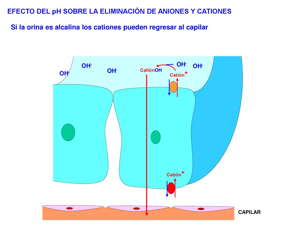 EFECTO DEL pH SOBRE LA ELIMINACIÓN DE ANIONES Y CATIONES