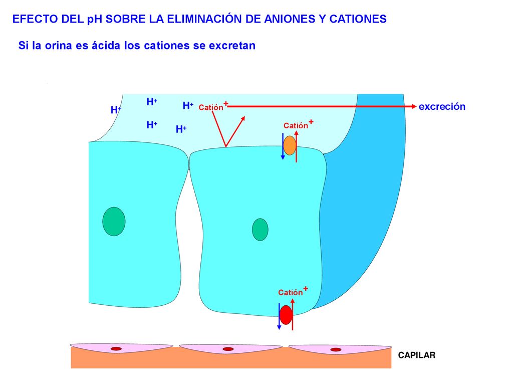 EFECTO DEL pH SOBRE LA ELIMINACIÓN DE ANIONES Y CATIONES