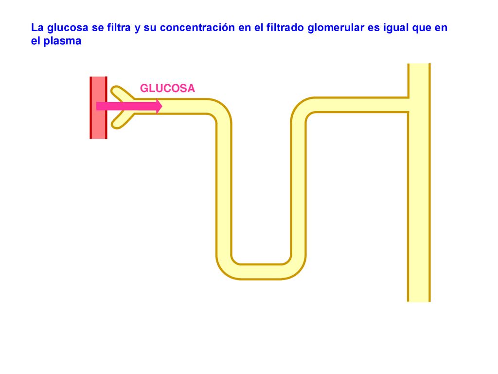 La glucosa se filtra y su concentración en el filtrado glomerular es igual que en el plasma