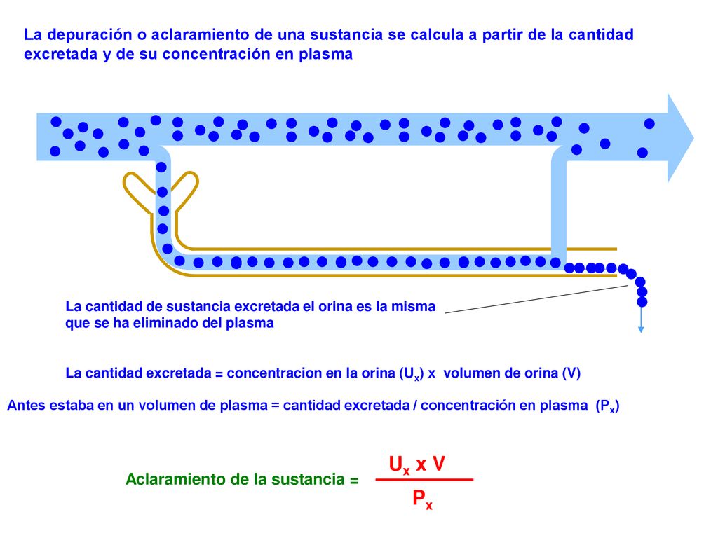 La depuración o aclaramiento de una sustancia se calcula a partir de la cantidad excretada y de su concentración en plasma
