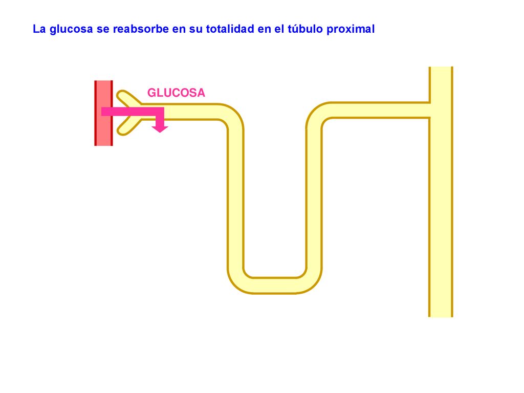 La glucosa se reabsorbe en su totalidad en el túbulo proximal