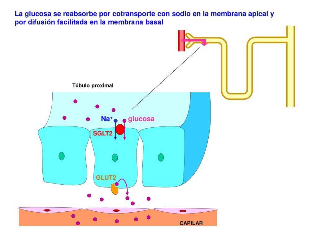 La glucosa se reabsorbe por cotransporte con sodio en la membrana apical y por difusión facilitada en la membrana basal
