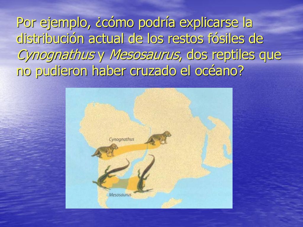 Por ejemplo, ¿cómo podría explicarse la distribución actual de los restos fósiles de Cynognathus y Mesosaurus, dos reptiles que no pudieron haber cruzado el océano