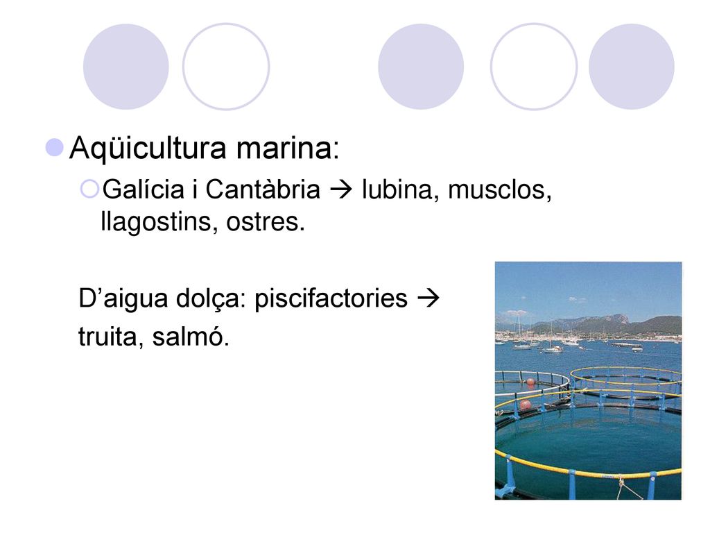Aqüicultura marina: Galícia i Cantàbria  lubina, musclos, llagostins, ostres. D’aigua dolça: piscifactories 