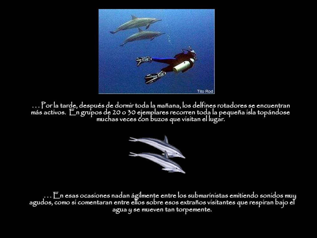. . . Por la tarde, después de dormir toda la mañana, los delfines rotadores se encuentran más activos. En grupos de 20 o 30 ejemplares recorren toda la pequeña isla topándose muchas veces con buzos que visitan el lugar.