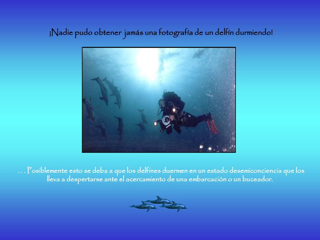 ¡Nadie pudo obtener jamás una fotografía de un delfín durmiendo!