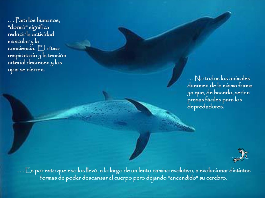 . . . Para los humanos, dormir significa reducir la actividad muscular y la conciencia. El ritmo respiratorio y la tensión arterial decrecen y los ojos se cierran.