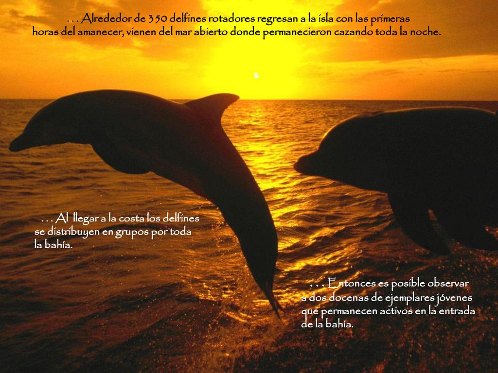 . . . Alrededor de 350 delfines rotadores regresan a la isla con las primeras