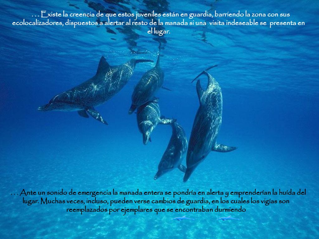. . . Existe la creencia de que estos juveniles están en guardia, barriendo la zona con sus ecolocalizadores, dispuestos a alertar al resto de la manada si una visita indeseable se presenta en el lugar.