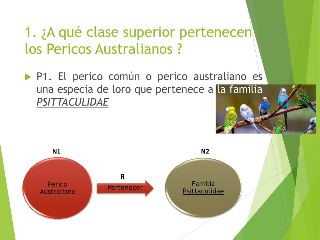 1. ¿A qué clase superior pertenecen los Pericos Australianos