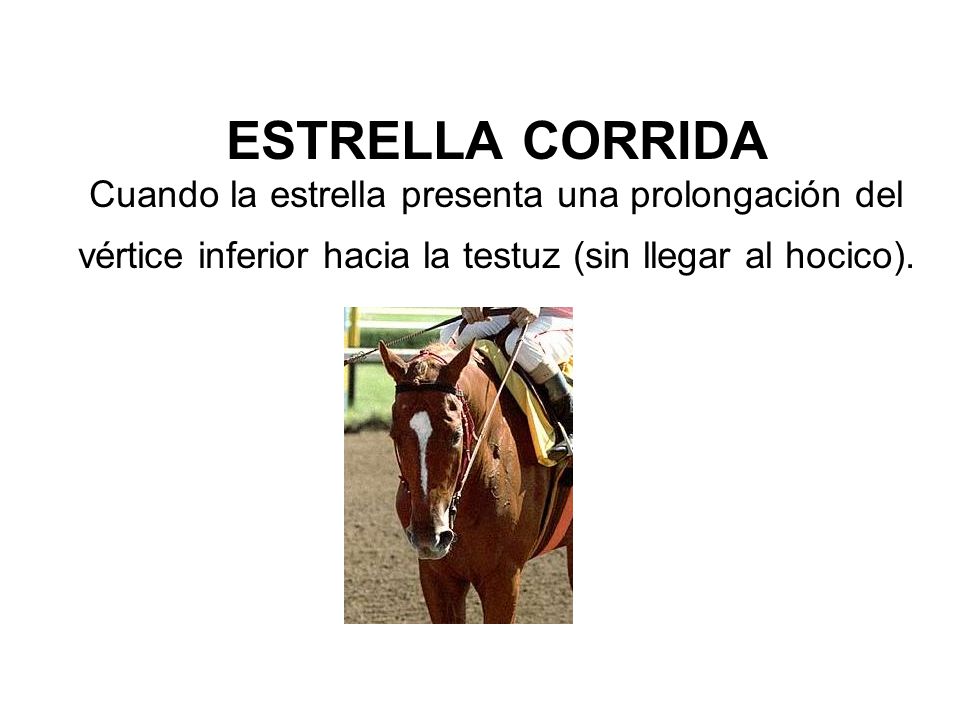 ESTRELLA CORRIDA Cuando la estrella presenta una prolongación del vértice inferior hacia la testuz (sin llegar al hocico).