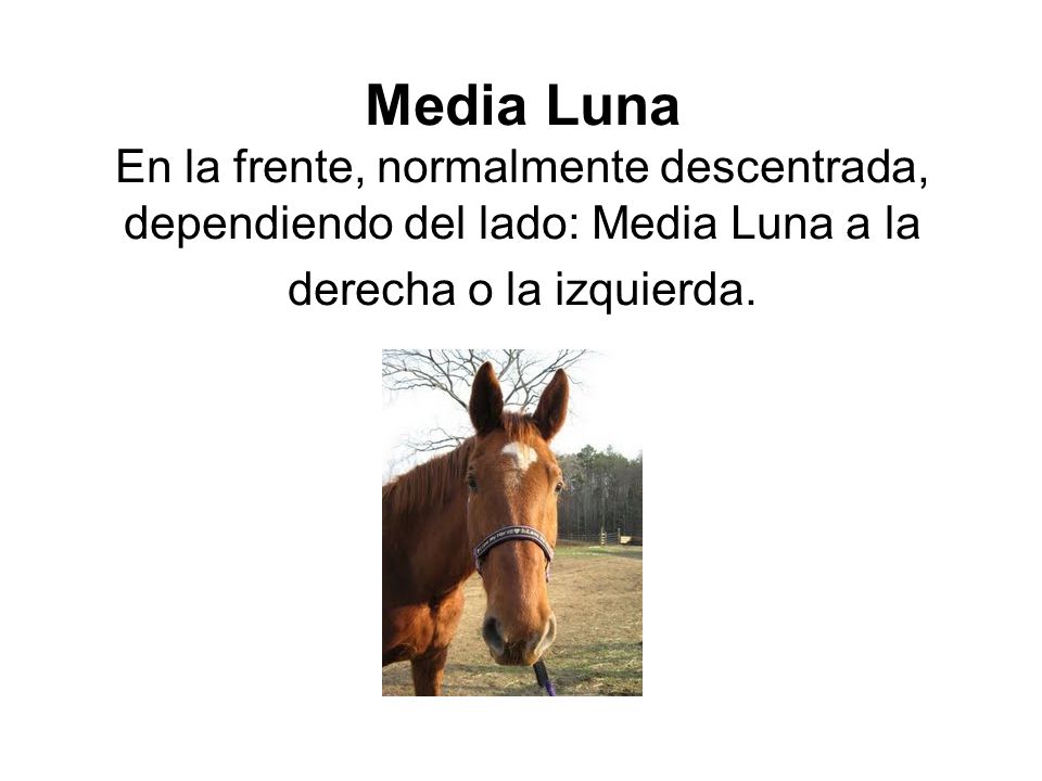 Media Luna En la frente, normalmente descentrada, dependiendo del lado: Media Luna a la derecha o la izquierda.