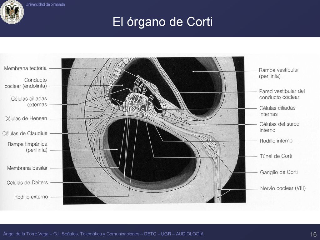 El órgano de Corti Ángel de la Torre Vega – G.I.