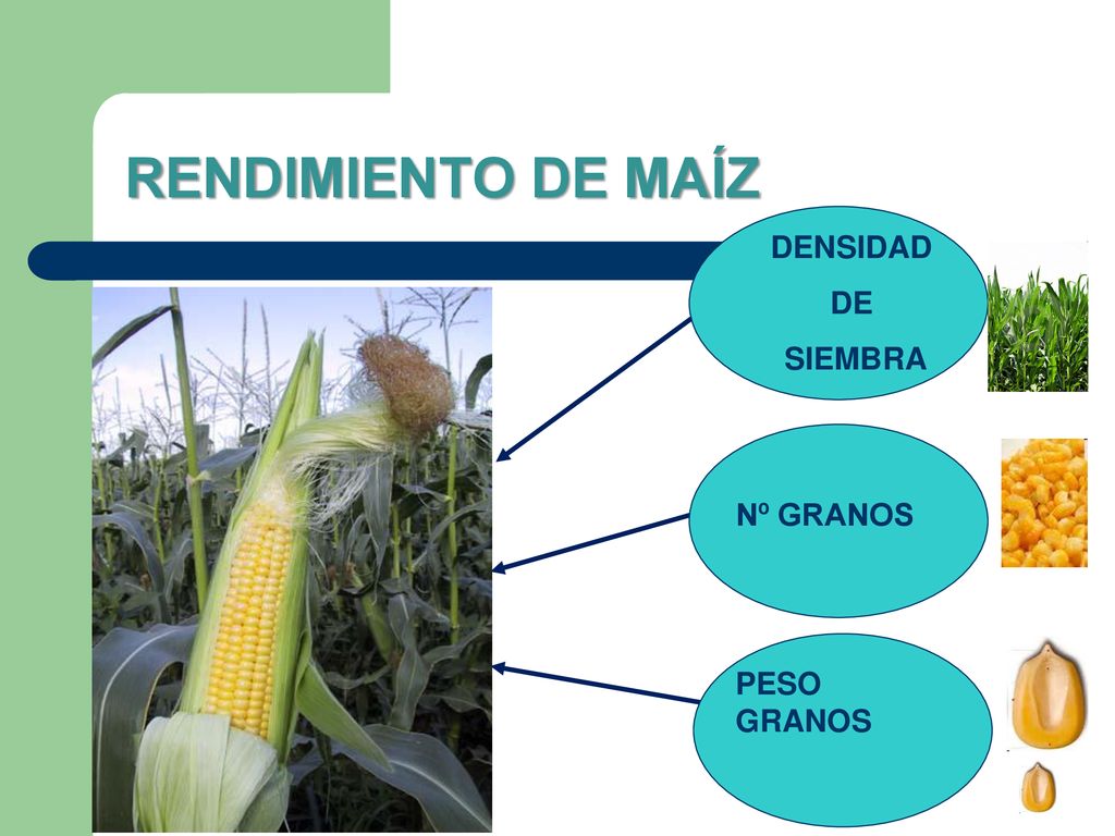 RENDIMIENTO DE MAÍZ DENSIDAD DE SIEMBRA Nº GRANOS PESO GRANOS