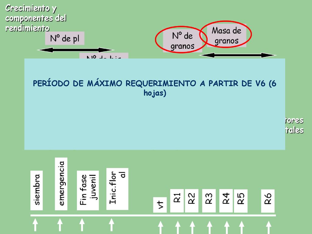 PERÍODO DE MÁXIMO REQUERIMIENTO A PARTIR DE V6 (6 hojas)