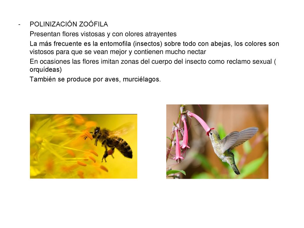 POLINIZACIÓN ZOÓFILA Presentan flores vistosas y con olores atrayentes.