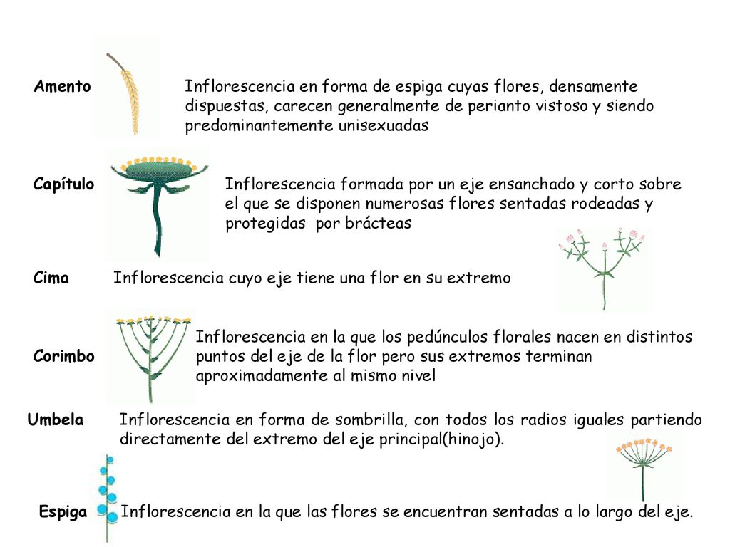 Amento Inflorescencia en forma de espiga cuyas flores, densamente. dispuestas, carecen generalmente de perianto vistoso y siendo.