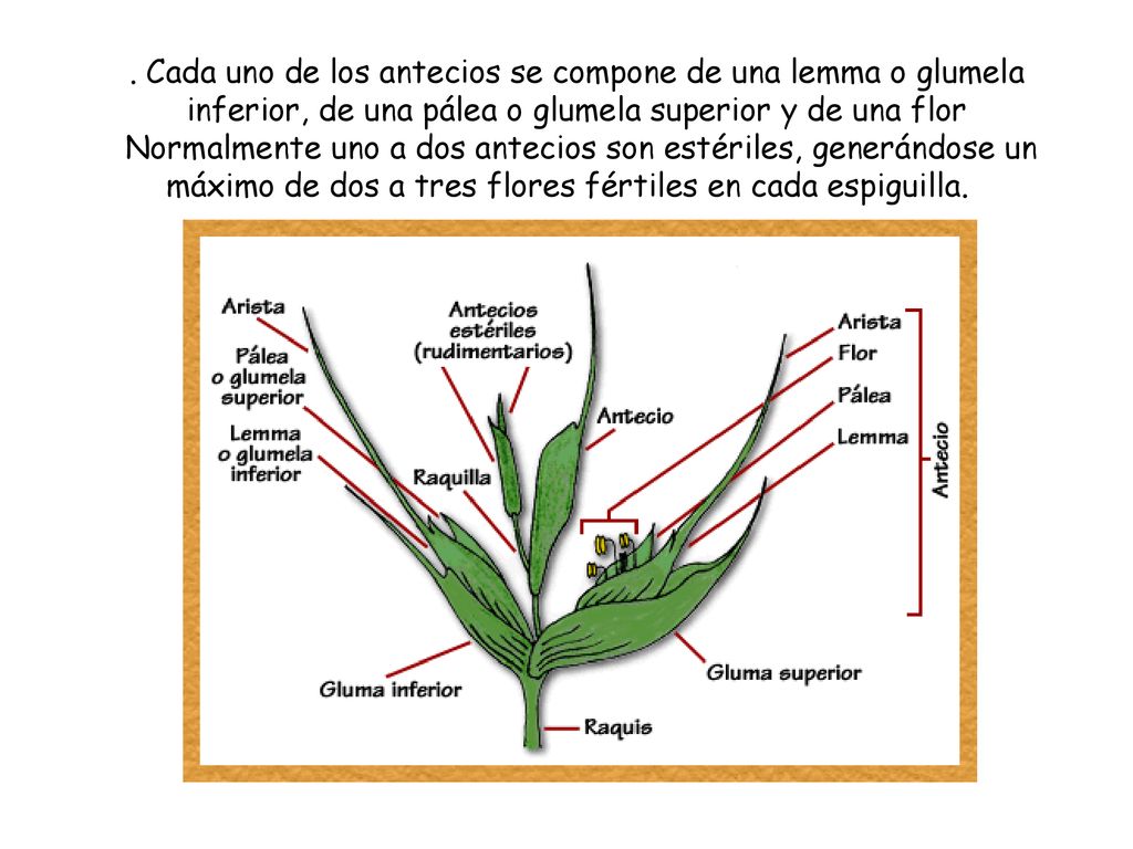 Cada uno de los antecios se compone de una lemma o glumela inferior, de una pálea o glumela superior y de una flor Normalmente uno a dos antecios son estériles, generándose un máximo de dos a tres flores fértiles en cada espiguilla.