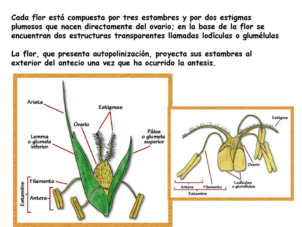 Cada flor está compuesta por tres estambres y por dos estigmas plumosos que nacen directamente del ovario; en la base de la flor se encuentran dos estructuras transparentes llamadas lodículas o glumélulas