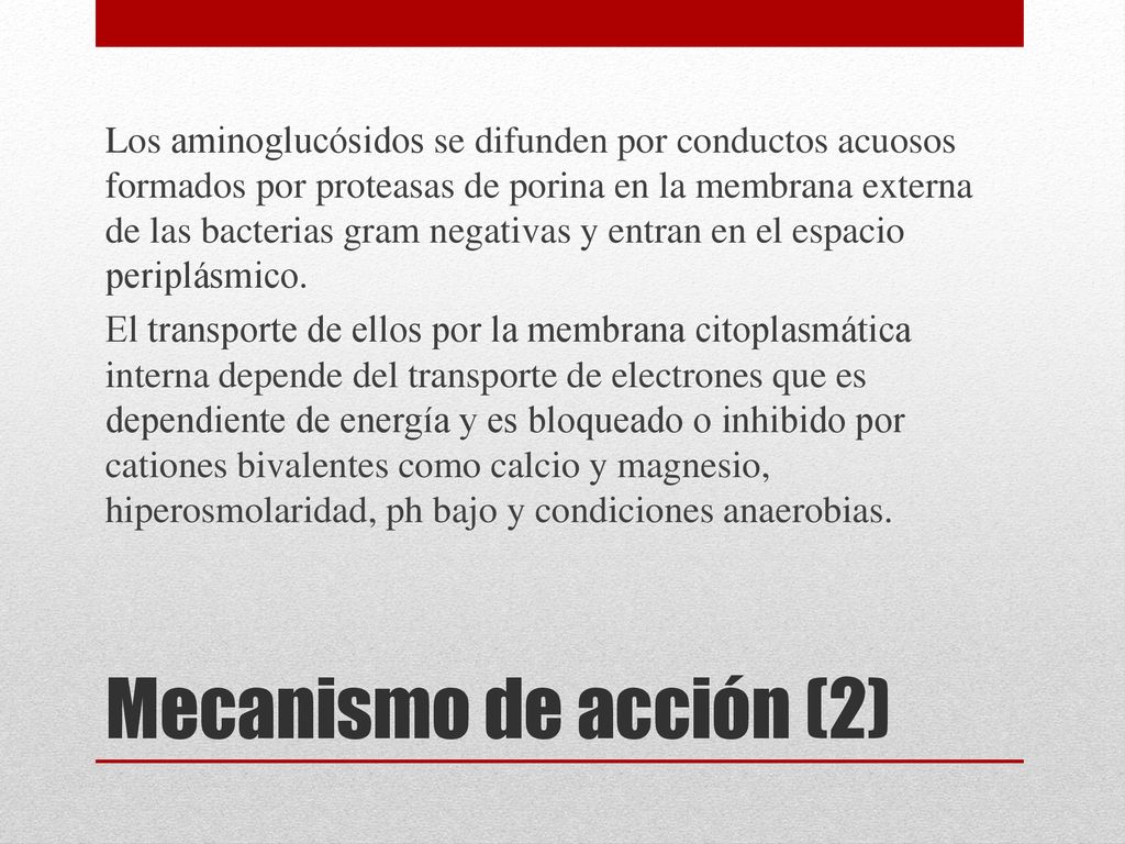 Los aminoglucósidos se difunden por conductos acuosos formados por proteasas de porina en la membrana externa de las bacterias gram negativas y entran en el espacio periplásmico. El transporte de ellos por la membrana citoplasmática interna depende del transporte de electrones que es dependiente de energía y es bloqueado o inhibido por cationes bivalentes como calcio y magnesio, hiperosmolaridad, ph bajo y condiciones anaerobias.