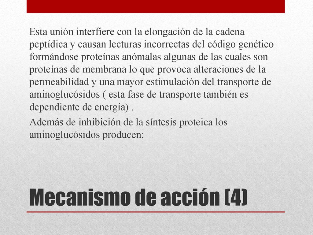 Esta unión interfiere con la elongación de la cadena peptídica y causan lecturas incorrectas del código genético formándose proteínas anómalas algunas de las cuales son proteínas de membrana lo que provoca alteraciones de la permeabilidad y una mayor estimulación del transporte de aminoglucósidos ( esta fase de transporte también es dependiente de energía) .