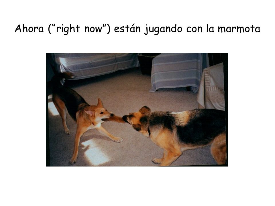 Ahora ( right now ) están jugando con la marmota