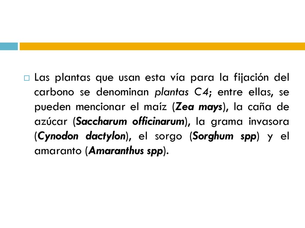 Las plantas que usan esta vía para la fijación del carbono se denominan plantas C4; entre ellas, se pueden mencionar el maíz (Zea mays), la caña de azúcar (Saccharum officinarum), la grama invasora (Cynodon dactylon), el sorgo (Sorghum spp) y el amaranto (Amaranthus spp).