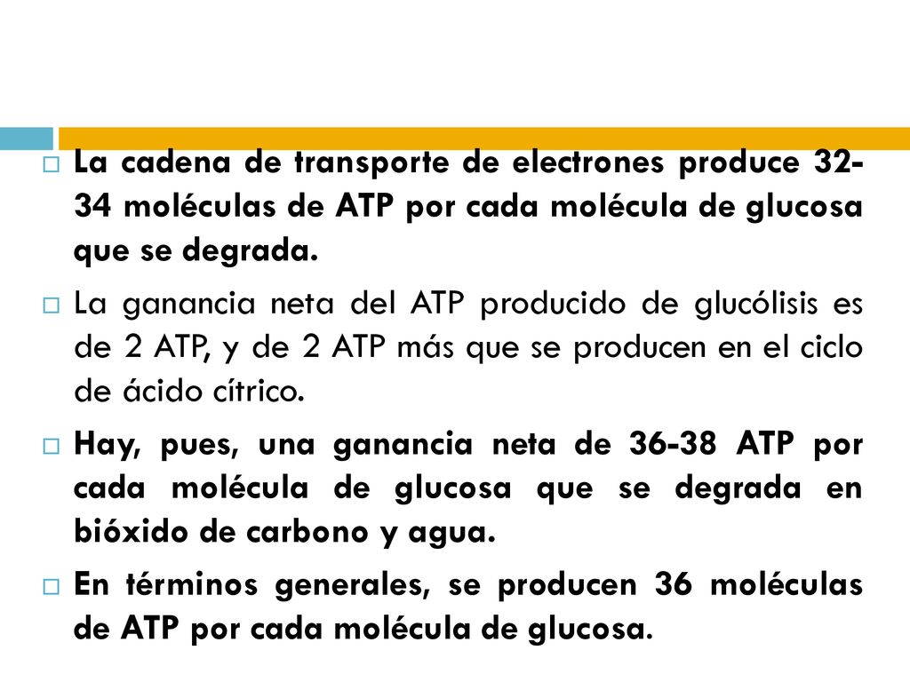 La cadena de transporte de electrones produce moléculas de ATP por cada molécula de glucosa que se degrada.