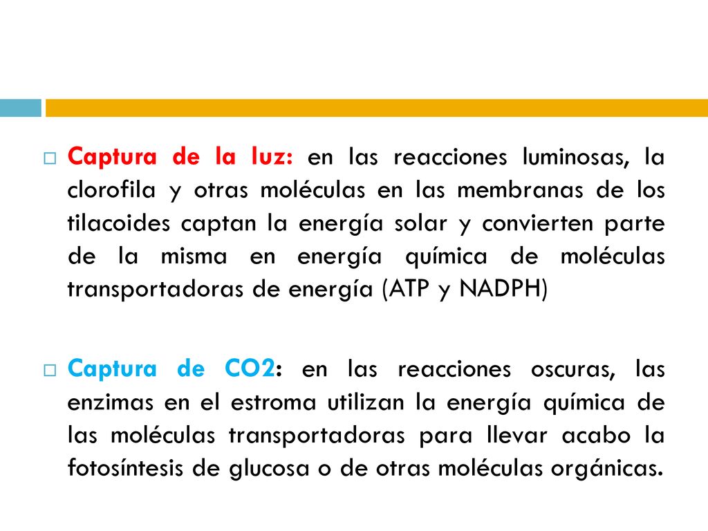Captura de la luz: en las reacciones luminosas, la clorofila y otras moléculas en las membranas de los tilacoides captan la energía solar y convierten parte de la misma en energía química de moléculas transportadoras de energía (ATP y NADPH)