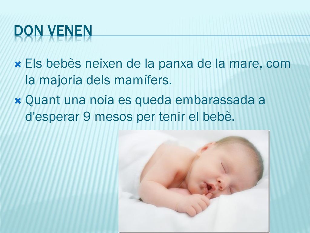 Don venen Els bebès neixen de la panxa de la mare, com la majoria dels mamífers.