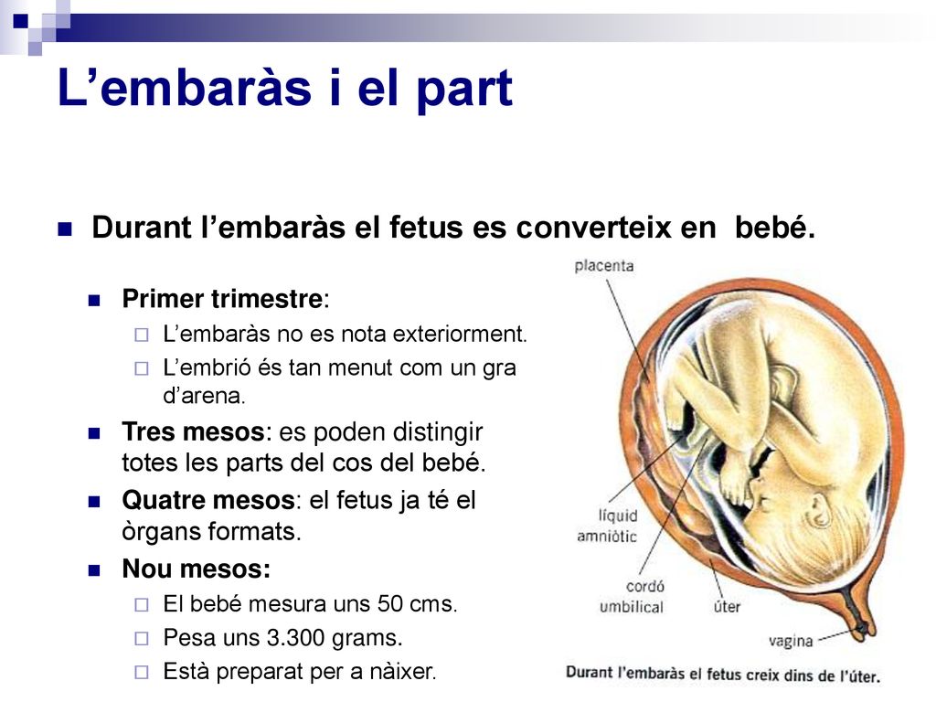 L’embaràs i el part Durant l’embaràs el fetus es converteix en bebé.