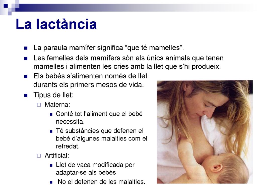 La lactància La paraula mamífer significa que té mamelles .