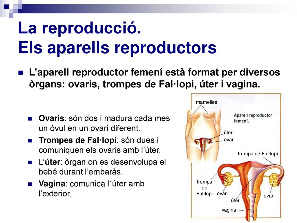 La reproducció. Els aparells reproductors