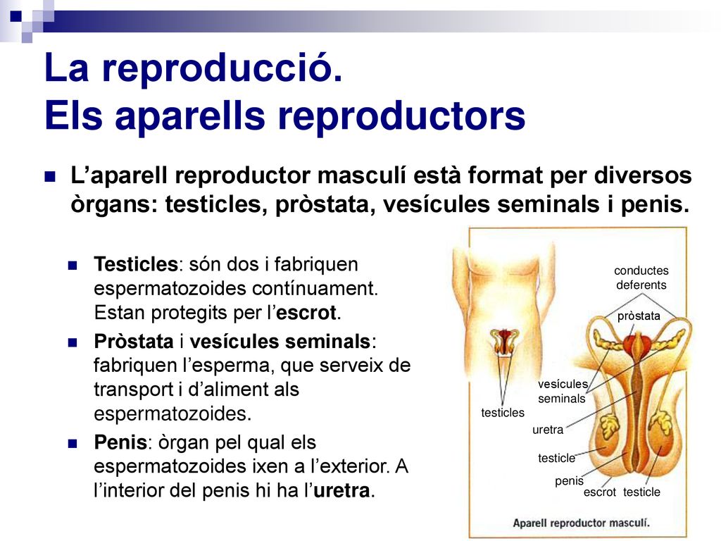 La reproducció. Els aparells reproductors