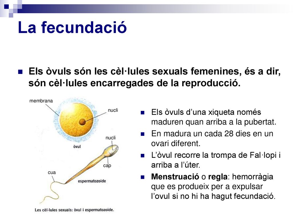 La fecundació Els òvuls són les cèl·lules sexuals femenines, és a dir, són cèl·lules encarregades de la reproducció.