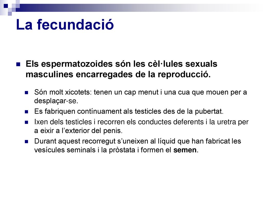 La fecundació Els espermatozoides són les cèl·lules sexuals masculines encarregades de la reproducció.