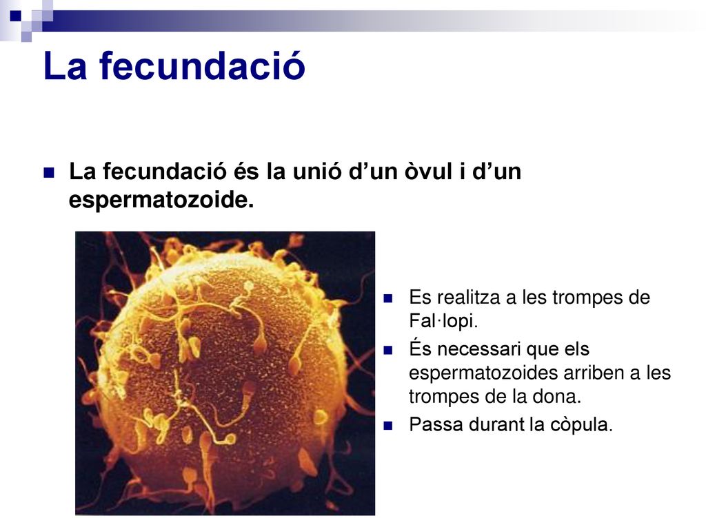La fecundació La fecundació és la unió d’un òvul i d’un espermatozoide. Es realitza a les trompes de Fal·lopi.