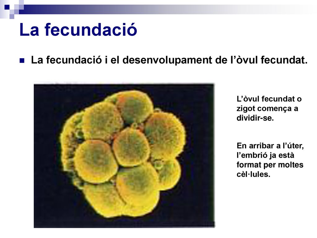 La fecundació La fecundació i el desenvolupament de l’òvul fecundat.